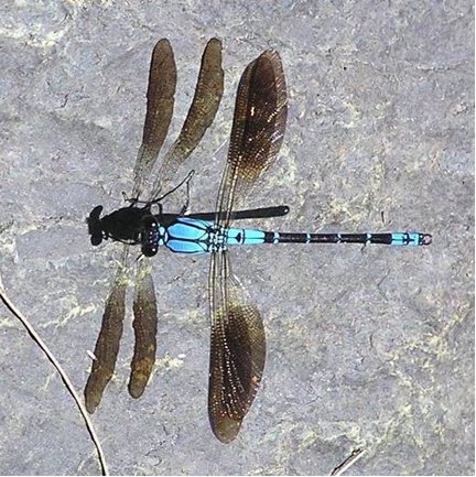 Sapphire Rockmaster (Diphlebia coerulescens ) - a common damselfly in rocky headwater streams of the region. Photo by U. Nolte