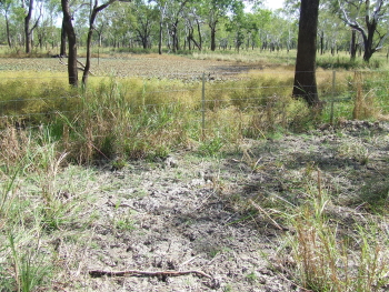 Pig Fence Trial, Road to 12 Mile Swamp, Lakefield National Park, Photo by David Scheltinga