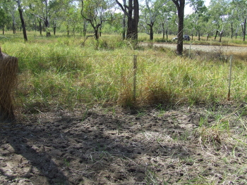Pig Fence Trial, Road to 12 Mile Swamp, Lakefield National Park, Photo by David Scheltinga