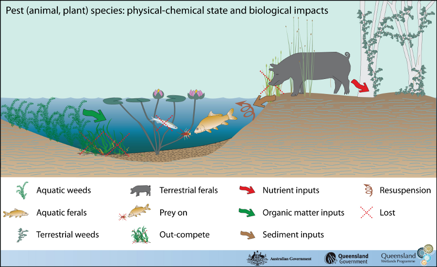 Pest (animal, plant) species – State (Department of Environment and Science)