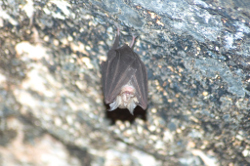 Bent wing bat Undara Lava Tubes Photo by Chris Sanderson