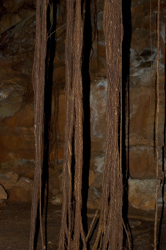 Tree roots in Undara Caves Photo by Chris Sanderson