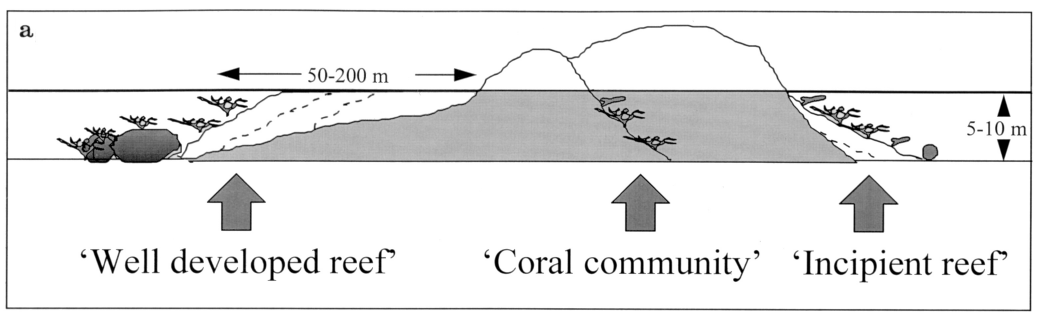 Figure 1: Fringing reefs a. Definition of terms and typical dimensions of reefs studied. Dotted lines indicate earlier Holocene positions of reef margin. Image from Van Woesik and Done (1997)