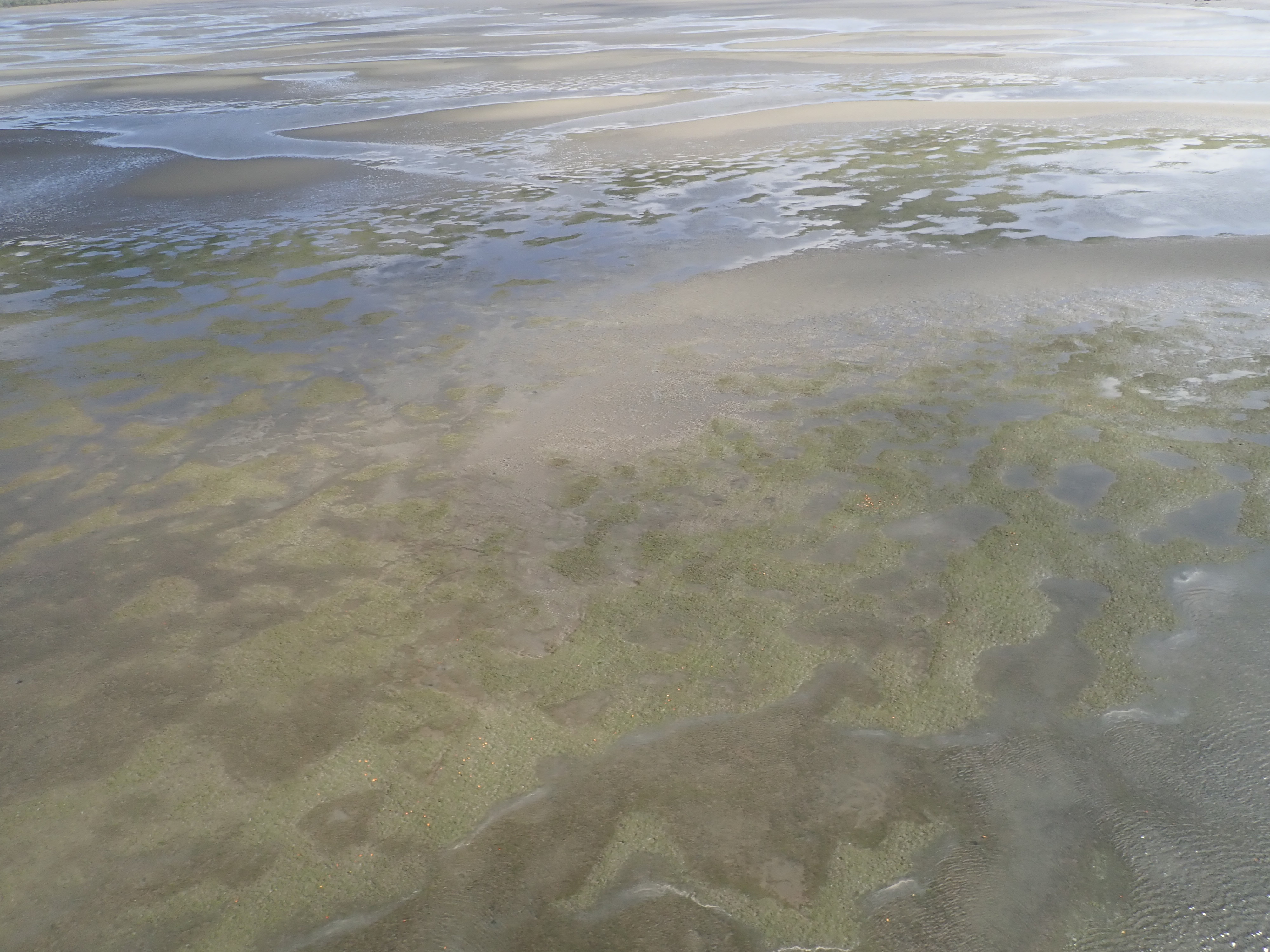 <em>H. uninervis</em>, Gladstone. Photo by TropWATER Seagrass Ecology Group