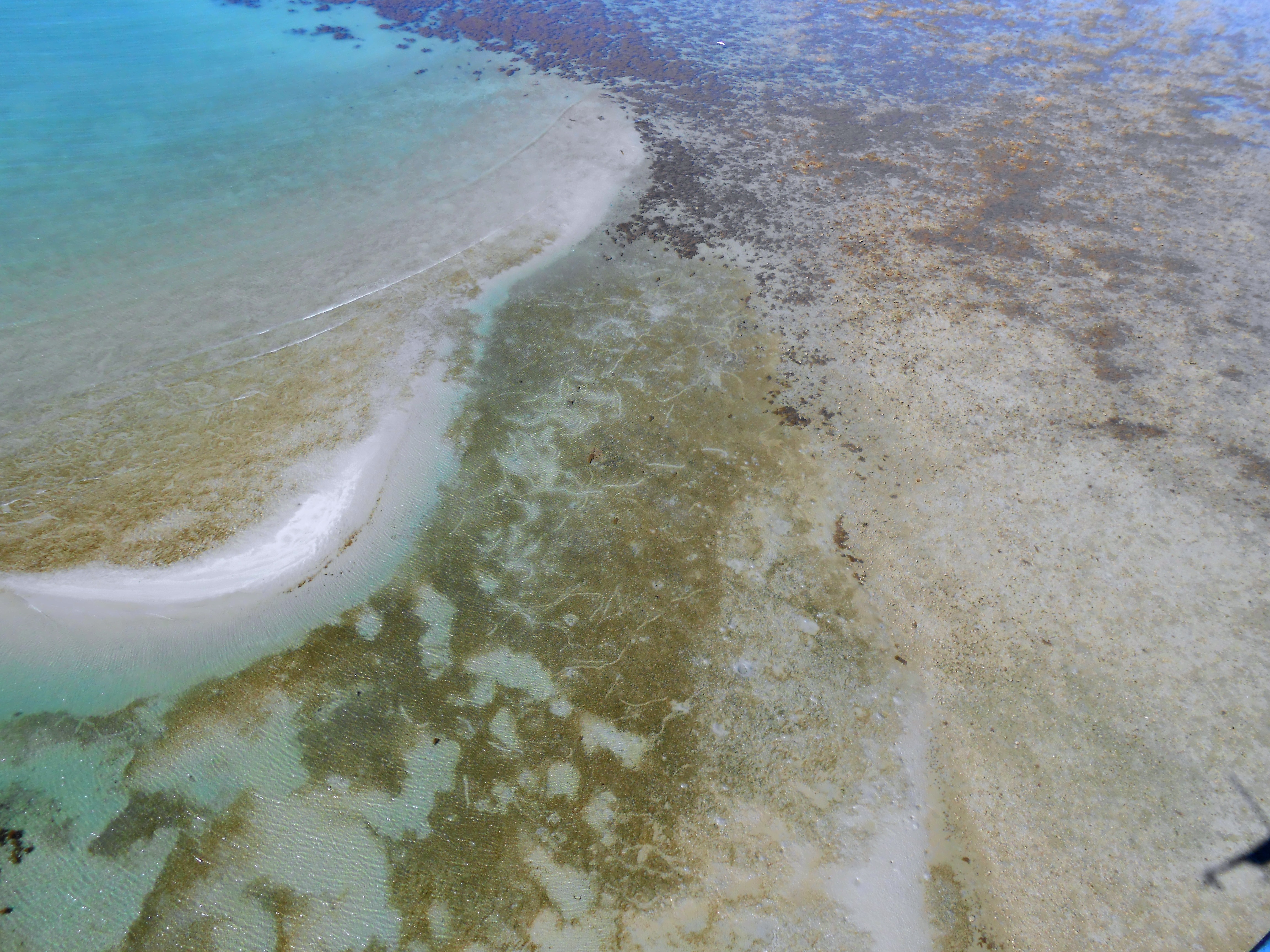 Dugong feeding trails, Yule Point. Photo by TropWATER Seagrass Ecology Group