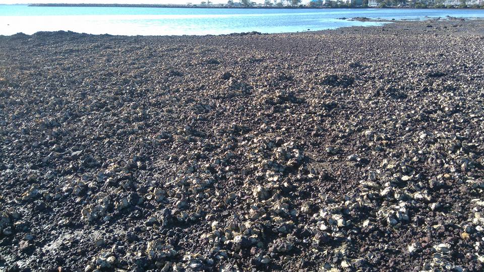 Oysters growing on gravel, Manly. Photo by Maria Zann