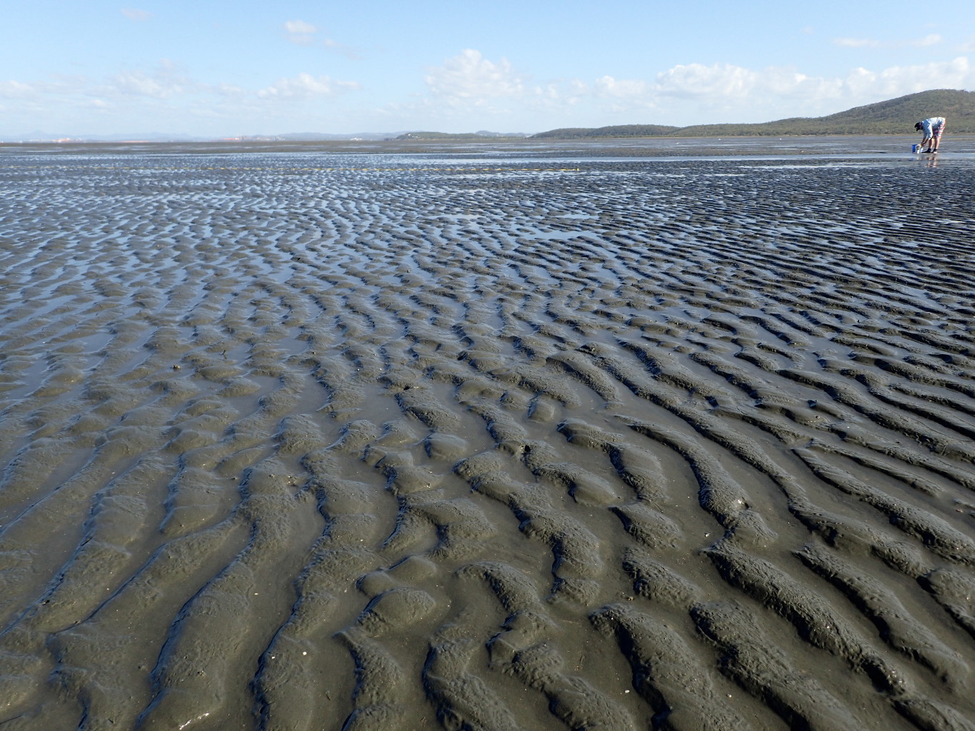 Intertidal mud, unknown energy. Photo by TropWATER Seagrass Ecology Group