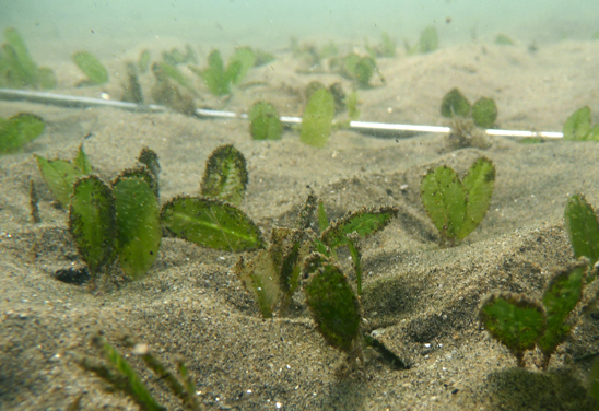 <em>H. ovalis</em>. Photo by TropWATER Seagrass Ecology Group