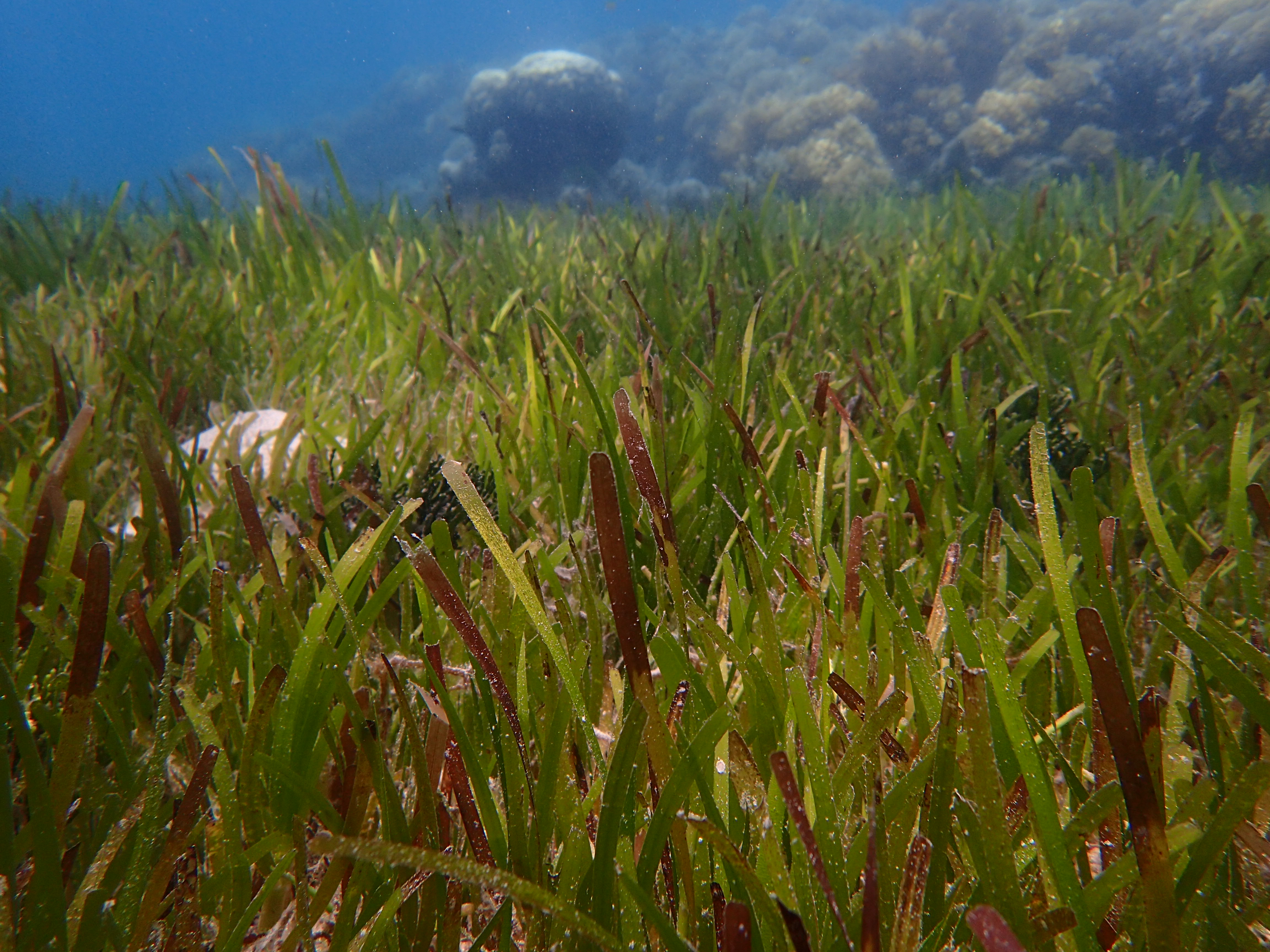Seagrass meadow. Photo by TropWATER Seagrass Ecology Group