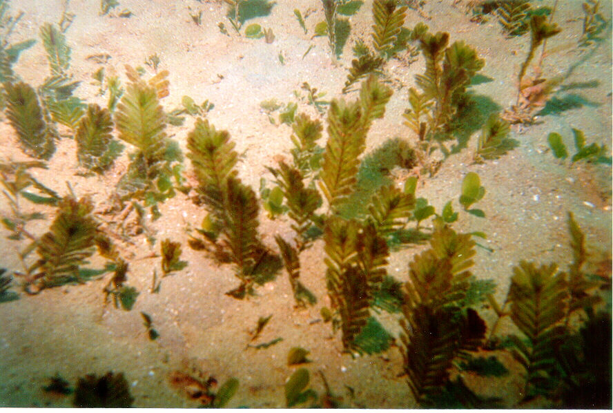<em>H. spinulosa</em>. Photo by TropWATER Seagrass Ecology Group