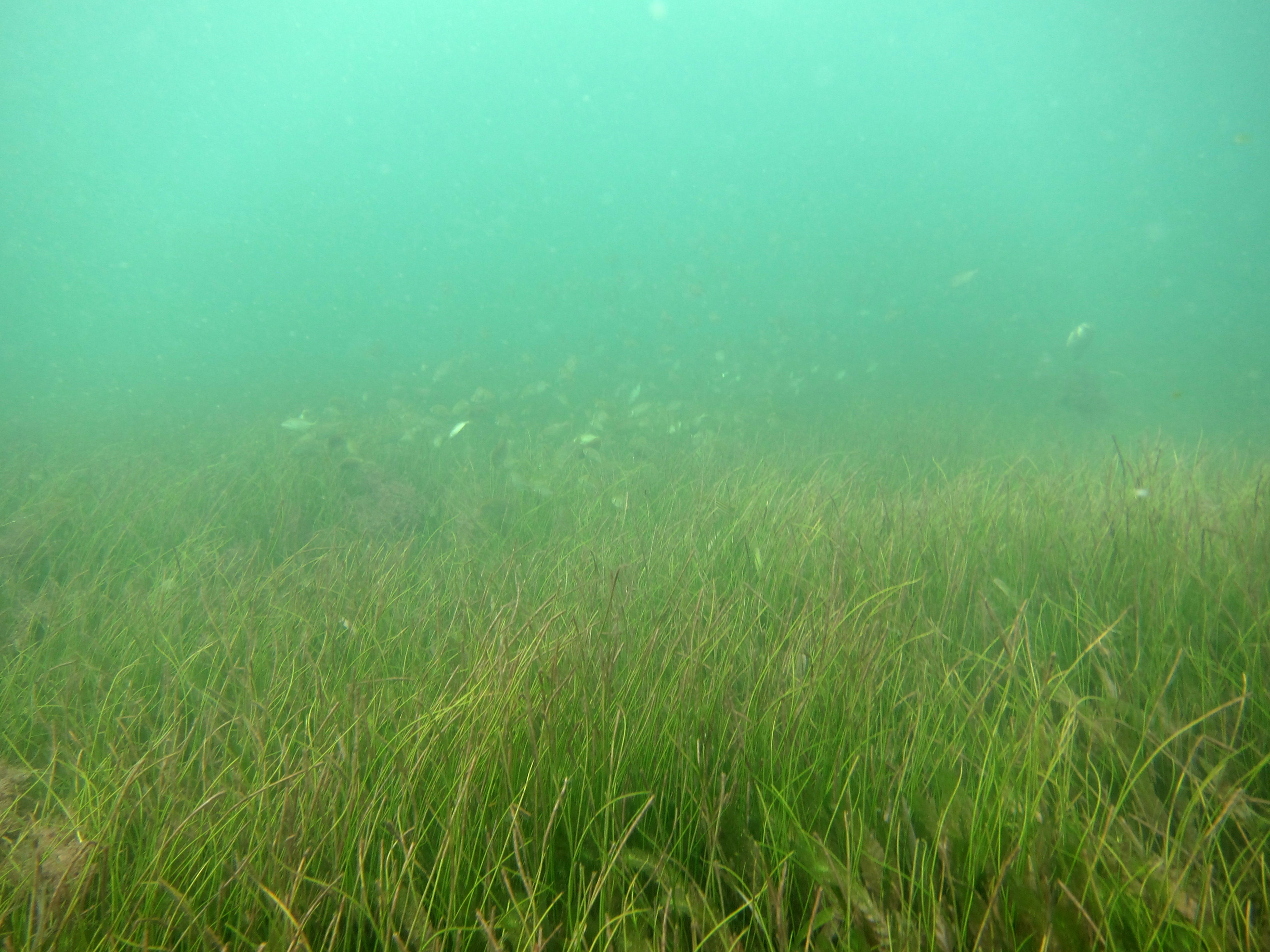 Cylindrical seagrass, Torres Strait. Photo by TropWATER Seagrass Ecology Group
