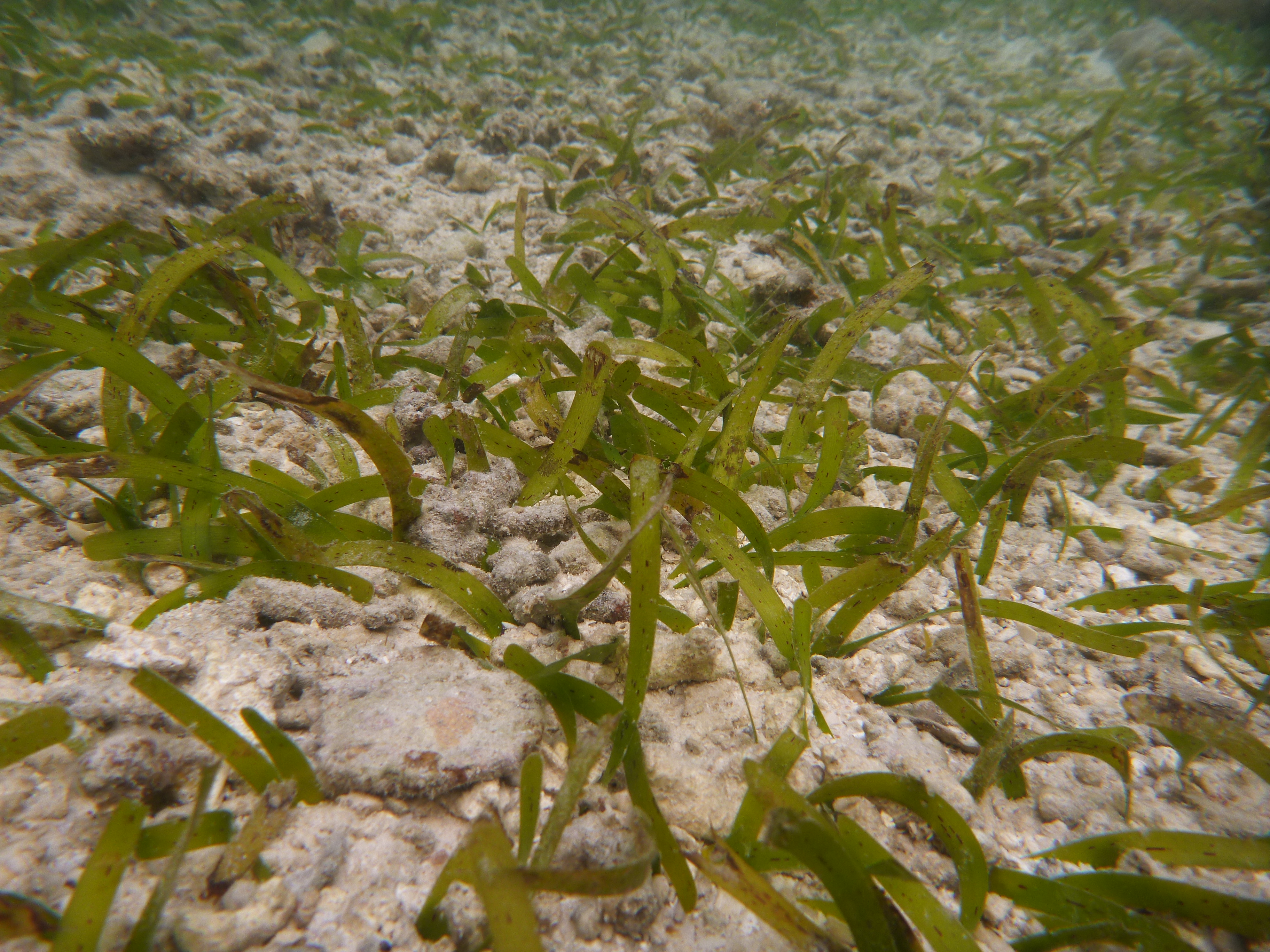 <em>T. hemprichii</em>. Photo by TropWATER Seagrass Ecology Group