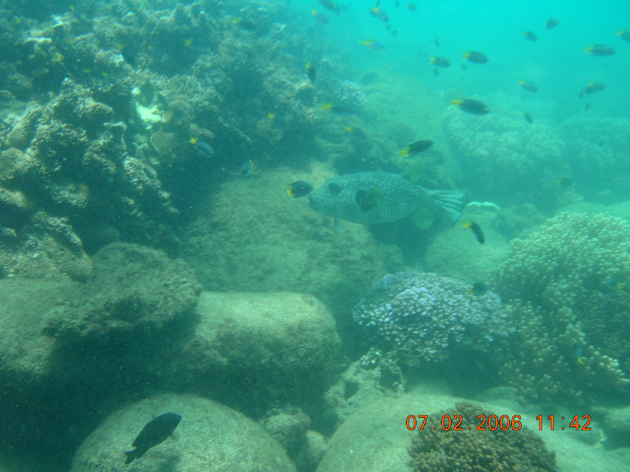 Hard, undifferentiated coral. Photo by Kirsten Wortel, Queensland Government