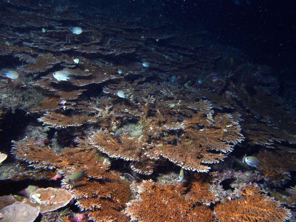 Hard branching coral. Photo by Paul Muir, Queensland Museum