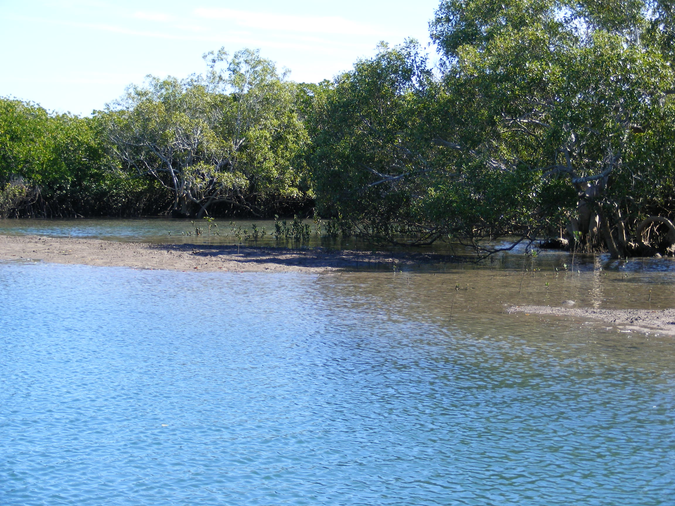 Avicennia-dominated mangrove forest. Photo by Natalie Kastner, Queensland Government