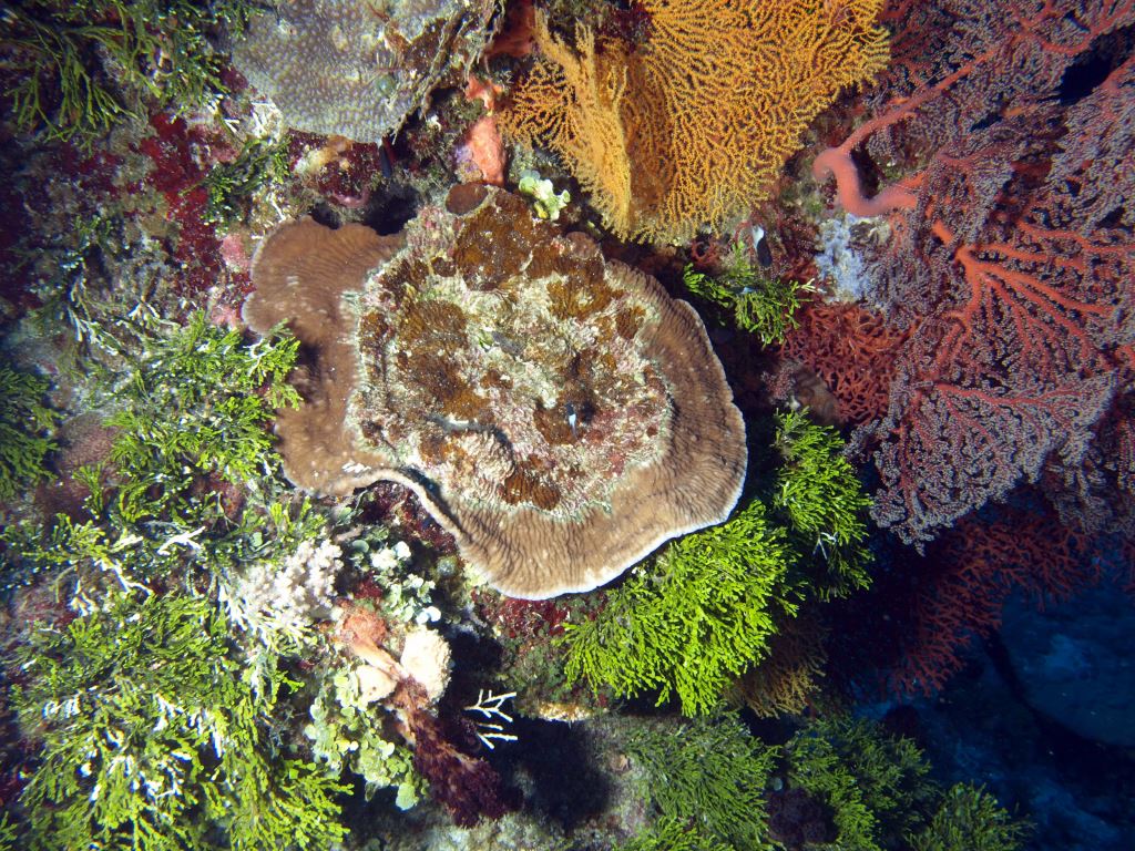 Undifferentiated coral on consolidated substrate, deep water. Photo by Paul Muir, Queensland Museum