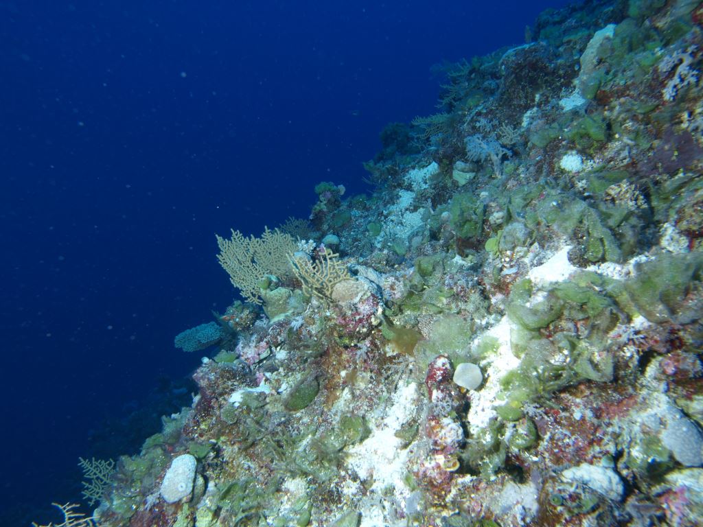 Coral, deep water. Photo by Paul Muir, Queensland Museum