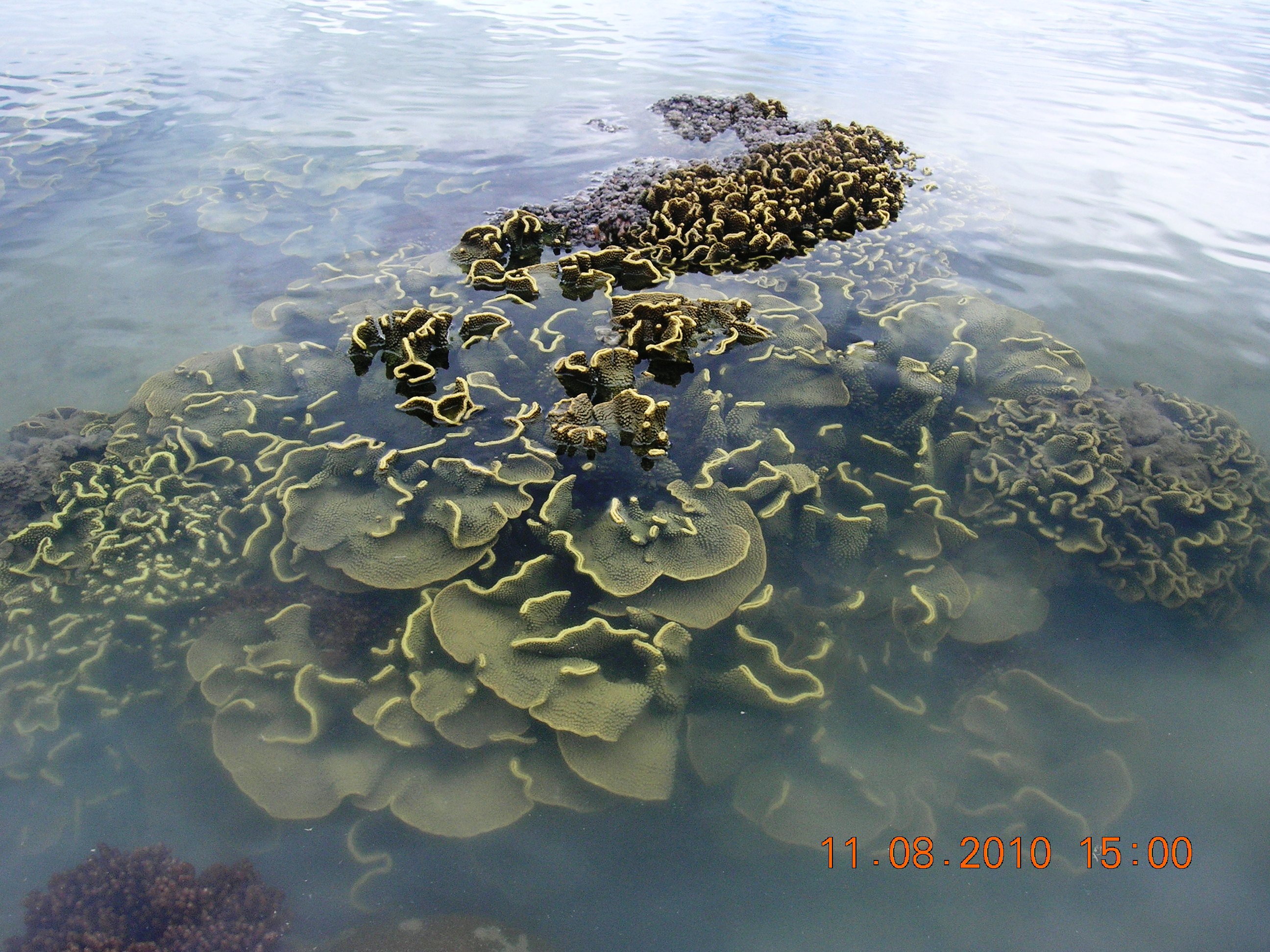 Intertidal coral at Point Vernon, Hervey Bay, Photo by Maria Zann