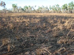 Burnt, dry grass, sedge, herb, swamp Photo by Lana Heydon