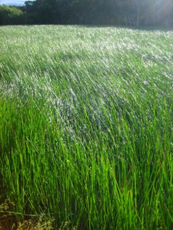 Wet, grass, sedge, herb, swamp Photo by Lana Heydon
