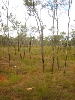 Dry eucalyptus swamp Photo by Lana Heydon