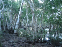 Melaleuca Swamp Photo by Lana Heydon