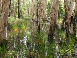 Melaleuca Swamp Photo by Lana Heydon