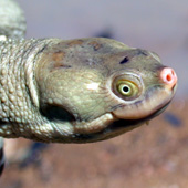 Turtle Photo by Water Planning Ecology (DSITIA)