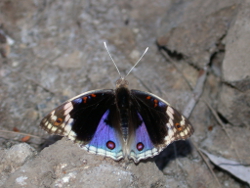 A blue argus butterfly at Isaac River Yatton Photo by Water Planning Ecology Group, DSITIA