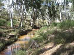 Narrow channels and sparse riparian vegetation are common in the Central Freshwater Biogeographic Province Photo by Water Planning Ecology Group, DSITIA