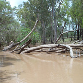 Large Woody Debris, Photo by Water Planning Ecology Group, DSITIA