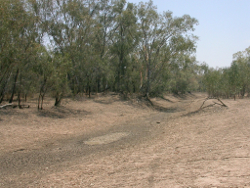 No flow spell at the Moonie River Bullamon Plains Photo by Water Planning Ecology Group, DSITIA