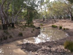 The moderately sloped concave banks of the Moonie River Altonvale Photo by Water Planning Ecology Group, DSITIA