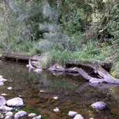 Little Nerang Creek, Photo by Water Planning Ecology Group, DSITIA
