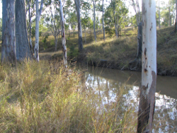 Grasses and medium sized trees dominate riparian vegetation in the south east freshwater biogeographic province Photo by Water Planning Ecology Group, DSITIA