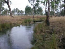 Low relief in the south east freshwater biogeographic province Meandu Creek Nanango Kumbia Road Photo by Water Planning Ecology Group, DSITIA