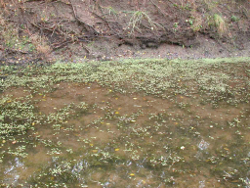 Macrophytes in the Stuart River near Proston Photo by Water Planning Ecology Group, DSITIA