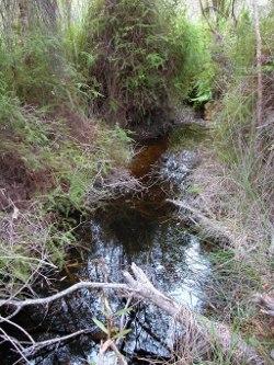 A chain of ponds stream cooroonpah creek north stradbroke island Photo by Water Planning Ecology Group, DSITIA