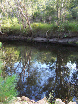 Black Swan Creek Tuan State Forest Maroochy Photo by Water Planning Ecology Group, DSITIA