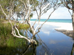 Craven's Creek Moreton Island Photo by Water Planning Ecology Group, DSITIA