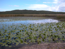 Eighteen Mile Swamp North Stradbroke Island Photo by Water Planning Ecology Group, DSITIA