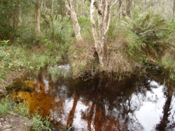 Humic stained waters are common in Wallum Biogeographic Province Campenbah Creek North Stradbroke Island Photo by Water Planning Ecology Group, DSITIA