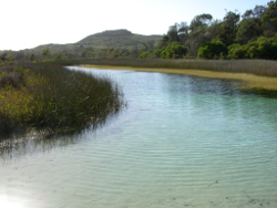 Low turbidity is common in wallum riverine systems Yellow Patch Moreton Island Photo by Water Planning Ecology Group, DSITIA