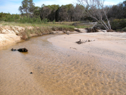 Sandy substrate at Flinders Beach Creek North Stradbroke Island Photo by Water Planning Ecology Group, DSITIA