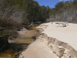 Sandy substrate characteristic of wallum riverine systems Flinders Beach Creek North Stradbroke Island Photo by Water Planning Ecology Group, DSITIA