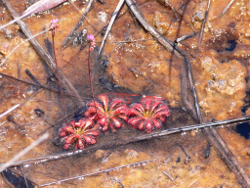 The carnivorous sundew Drosera Spatulata found in the Wallum Freshwater Biogeographic Province Photo by Water Planning Ecology Group, DSITIA