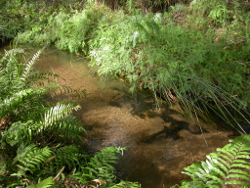 The shallow Yankee Jack Creek Fraser Island Photo by Water Planning Ecology Group, DSITIA