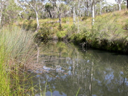Undercut banks present at Snapper Creek Cooloola Photo by Water Planning Ecology Group, DSITIA