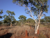 Near the Northern Territory Border, Photo by Water Planning Ecology Group, DSITIA