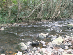 Cobbles are the predominant substrate in riffle habitats found in the Wet Tropics freshwater biogeographic province Photo by Water Planning Ecology Group, DSITIA